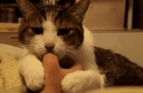cat sucking thumb
