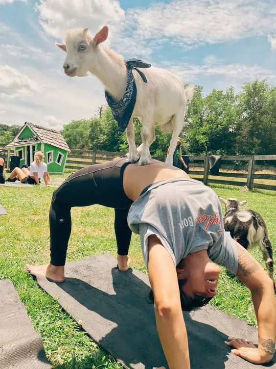 Goat Yoga First Date